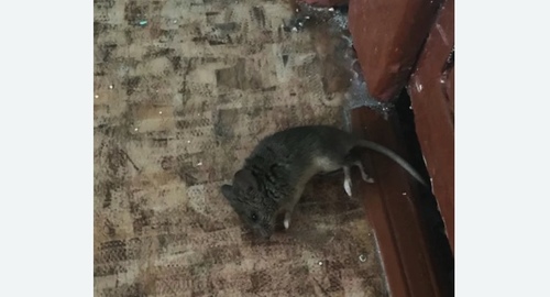 Дезинфекция от мышей в Мариинске