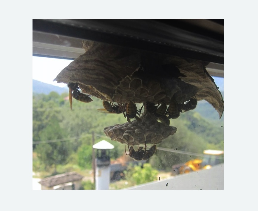 Уничтожение гнёзд шершней в Мариинске