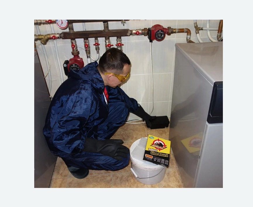 Уничтожение крыс в Мариинске